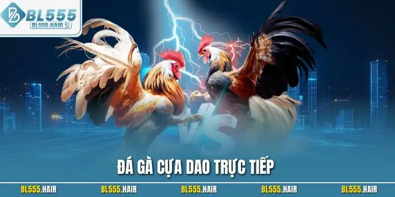 Đá gà cựa dao trực tiếp